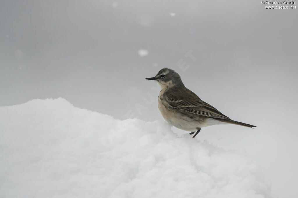 Water Pipit