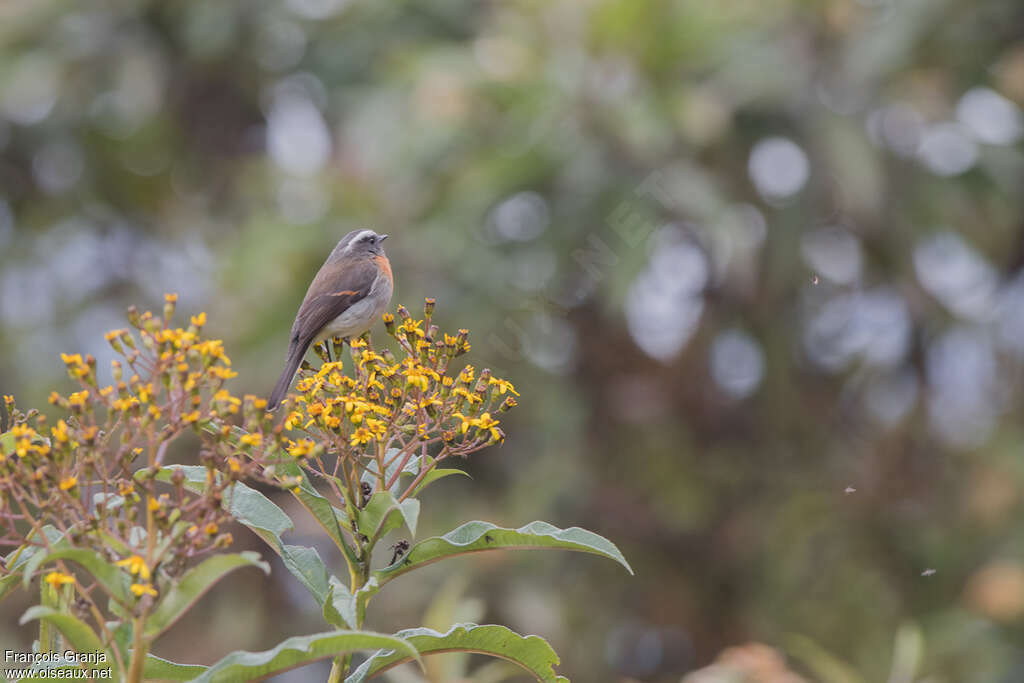 Rufous-breasted Chat-Tyrant, habitat, pigmentation, Behaviour