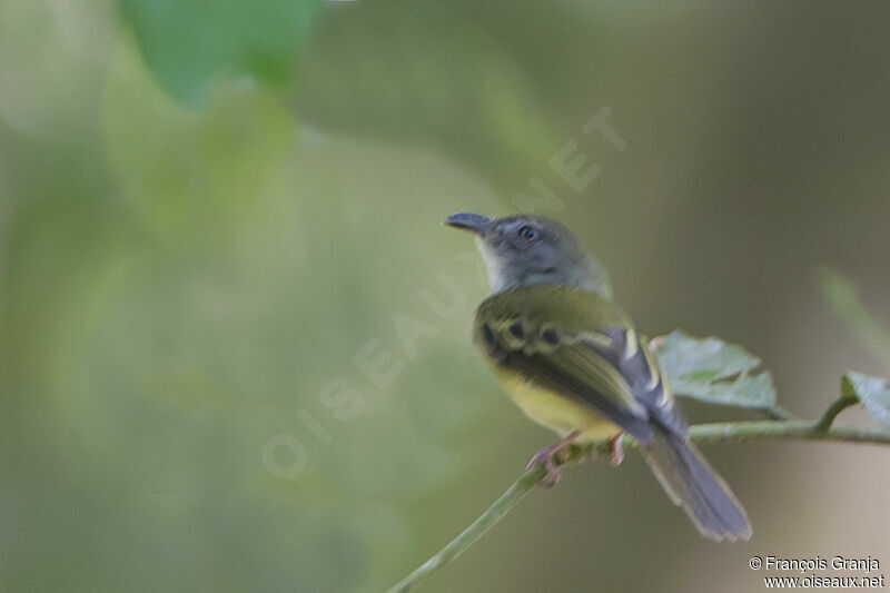 Yellow-olive Flatbilladult