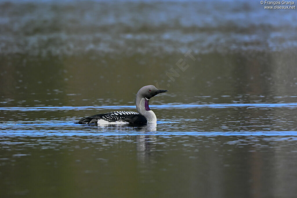 Plongeon arctique
