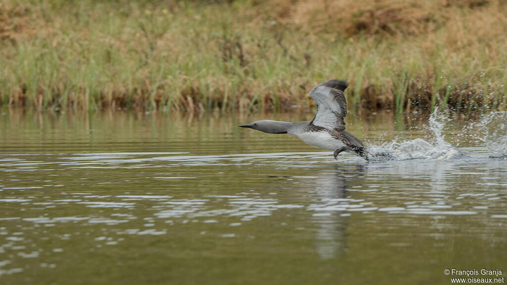 Plongeon catmarin