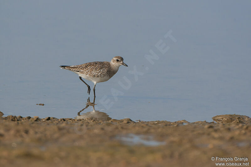 Grey Plover