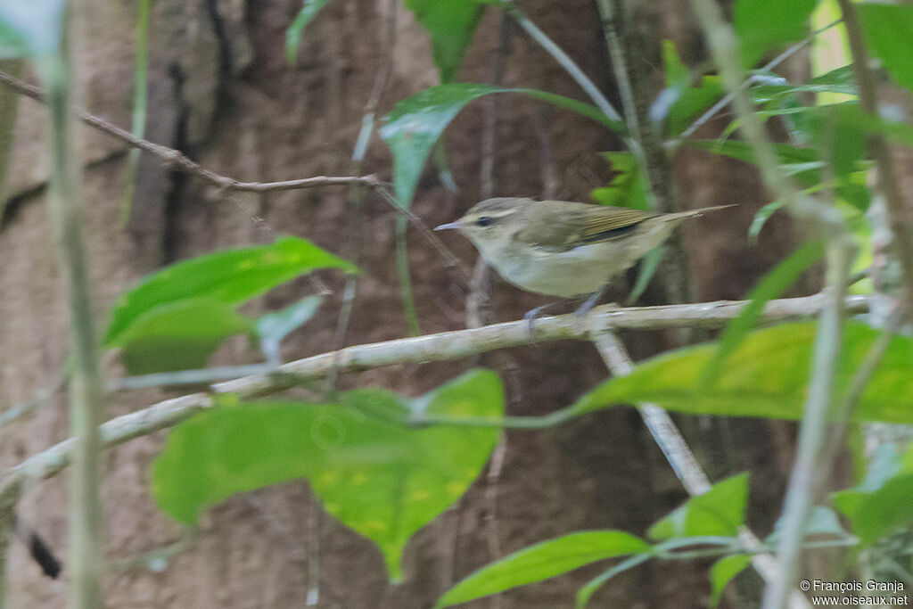 Greenish Warbler