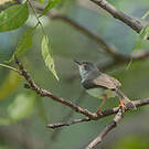 Prinia de Hodgson