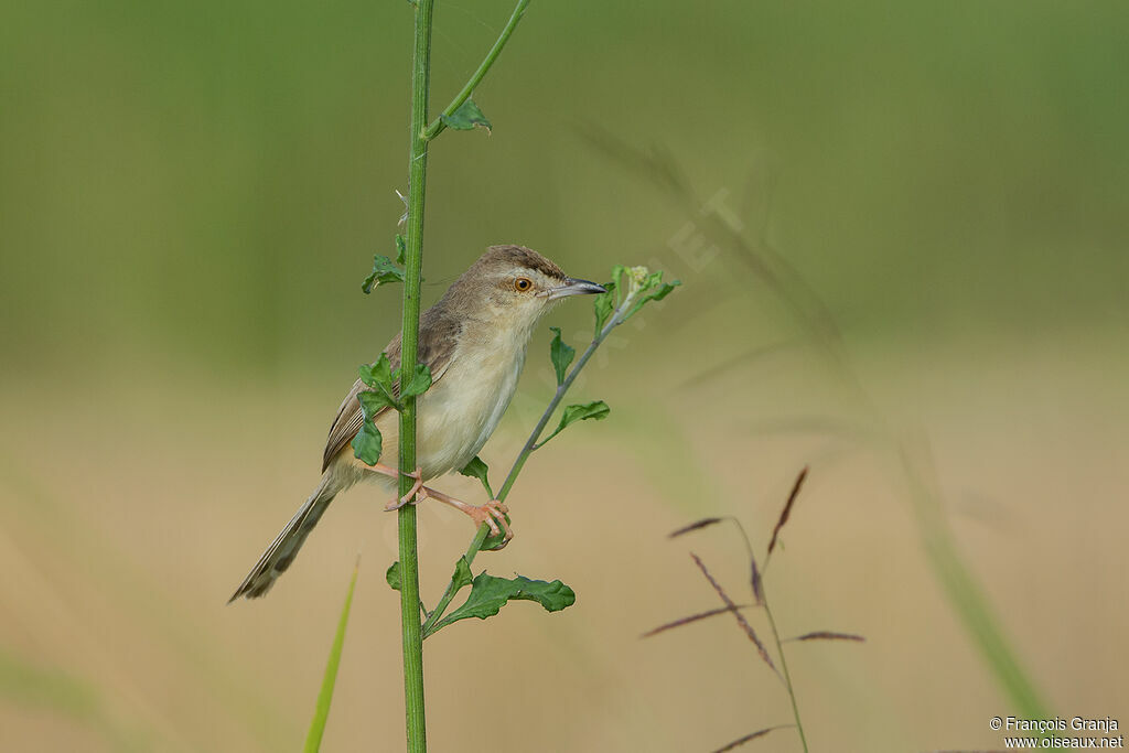 Plain Prinia