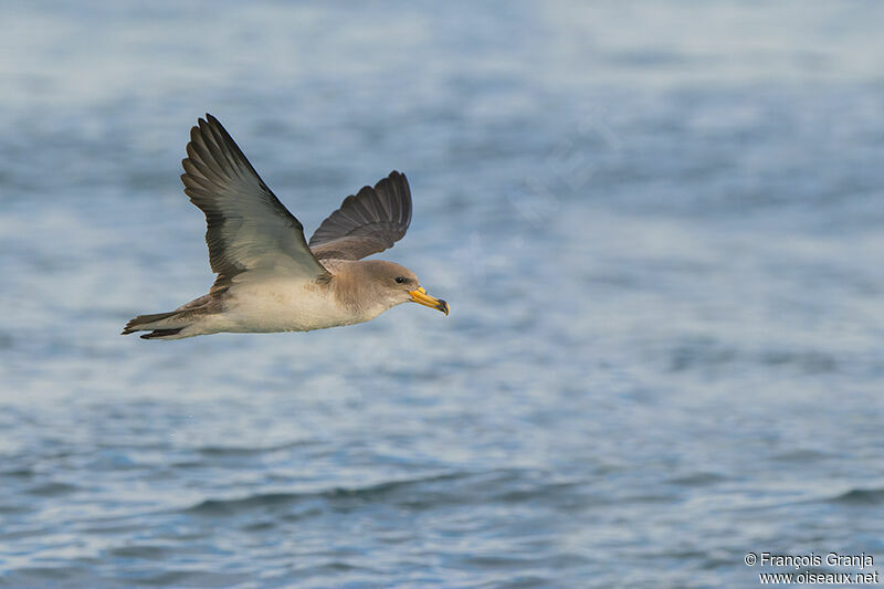 Scopoli's Shearwater