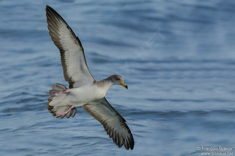 Scopoli's Shearwater