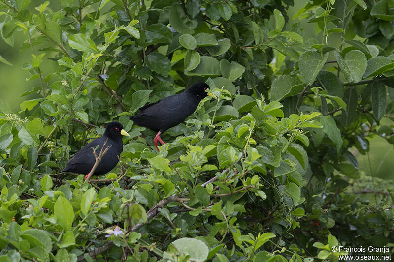 Black Crakeadult