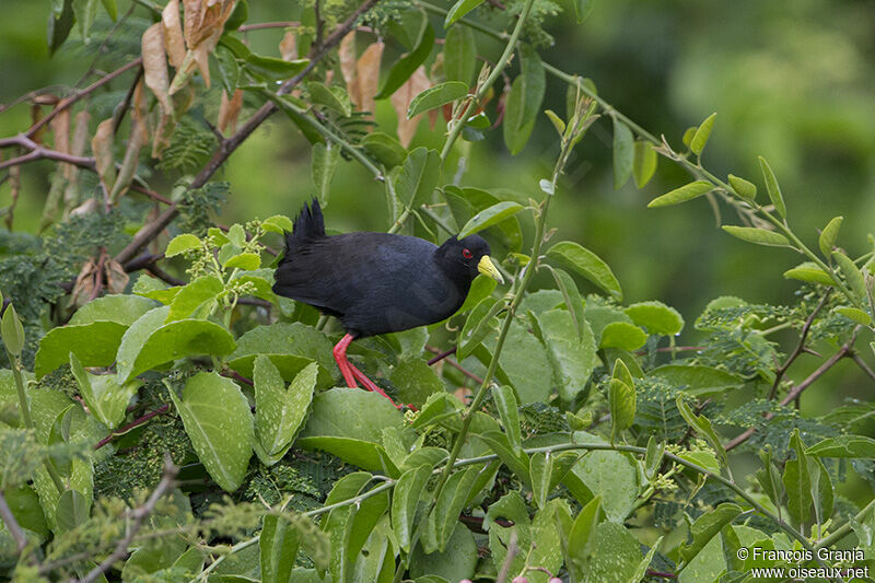 Black Crakeadult