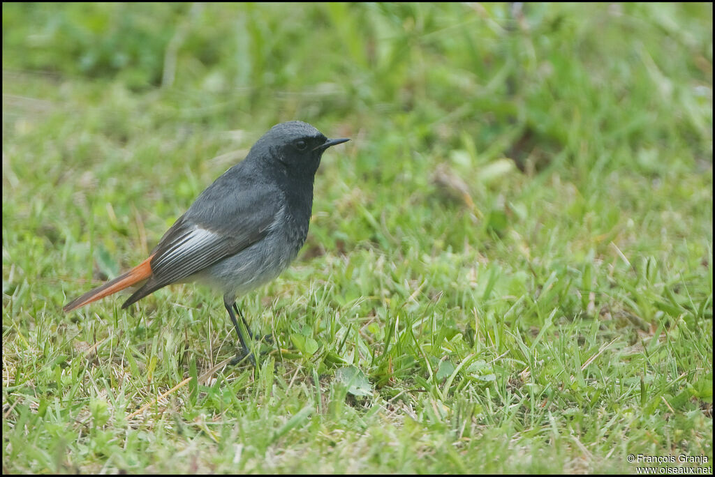 Rougequeue noiradulte
