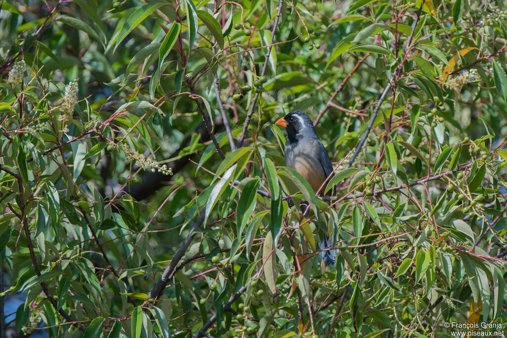 Golden-billed Saltator male