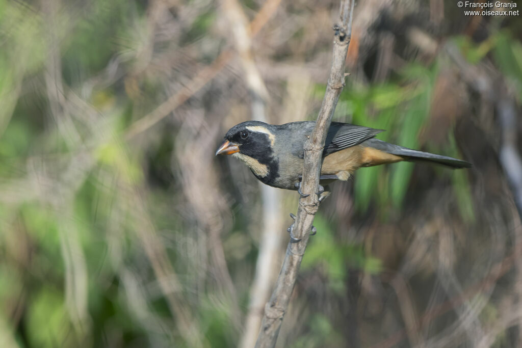 Golden-billed Saltator
