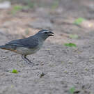 Saltator gris