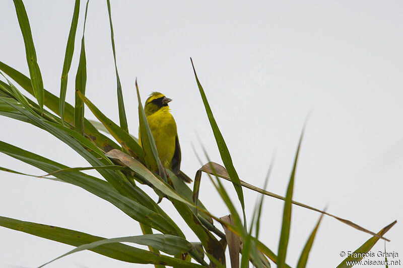 Western Citriladult
