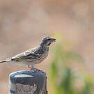 Serin à gorge noire
