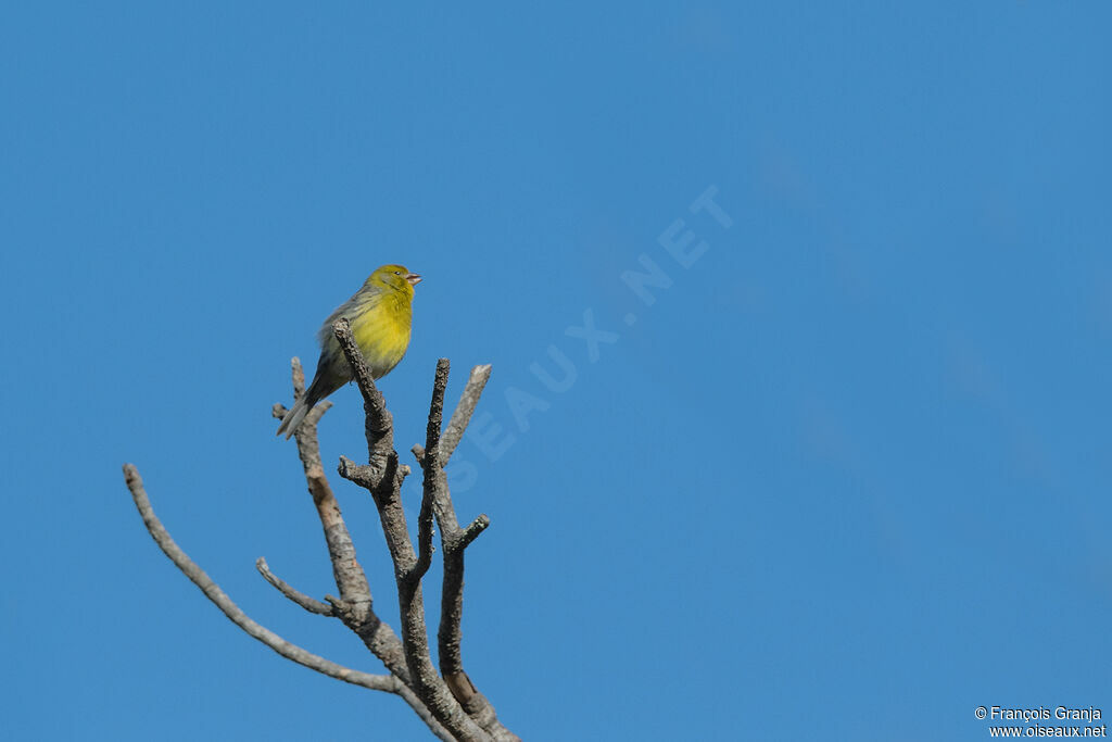 Serin des Canaries mâle