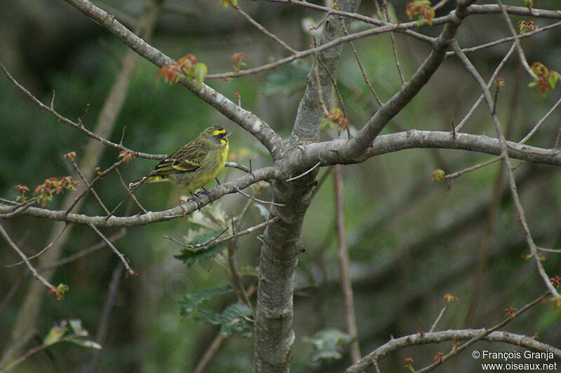 Serin du Mozambiqueadulte