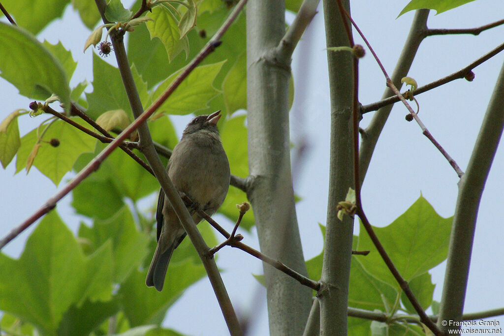Streaky-headed Seedeateradult
