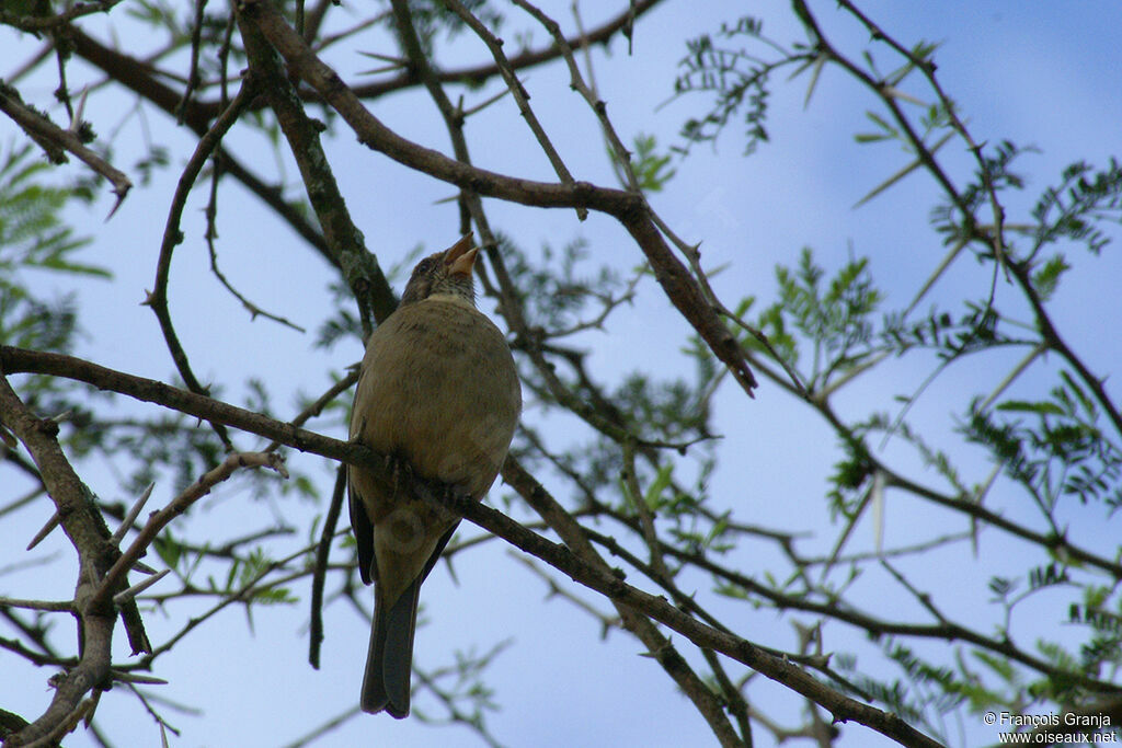 Streaky-headed Seedeateradult