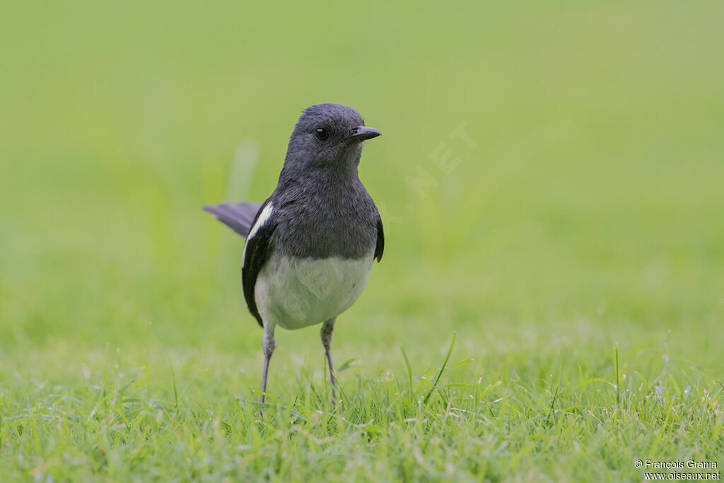 Oriental Magpie-Robin
