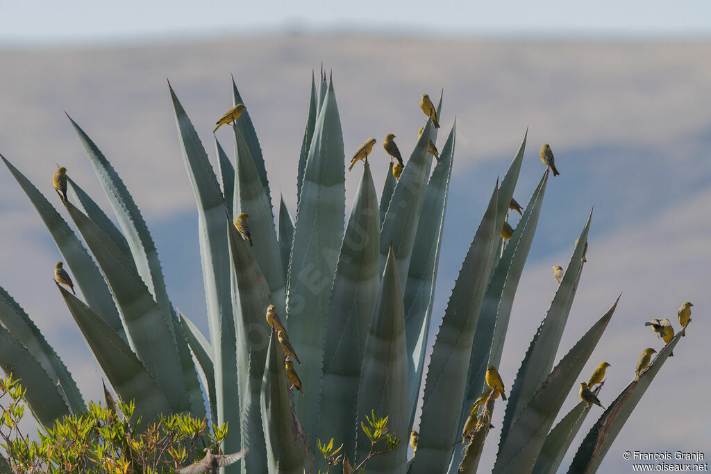 Sicale des savanes