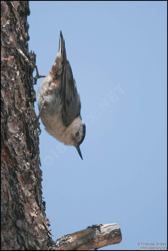 White-breasted Nuthatchadult
