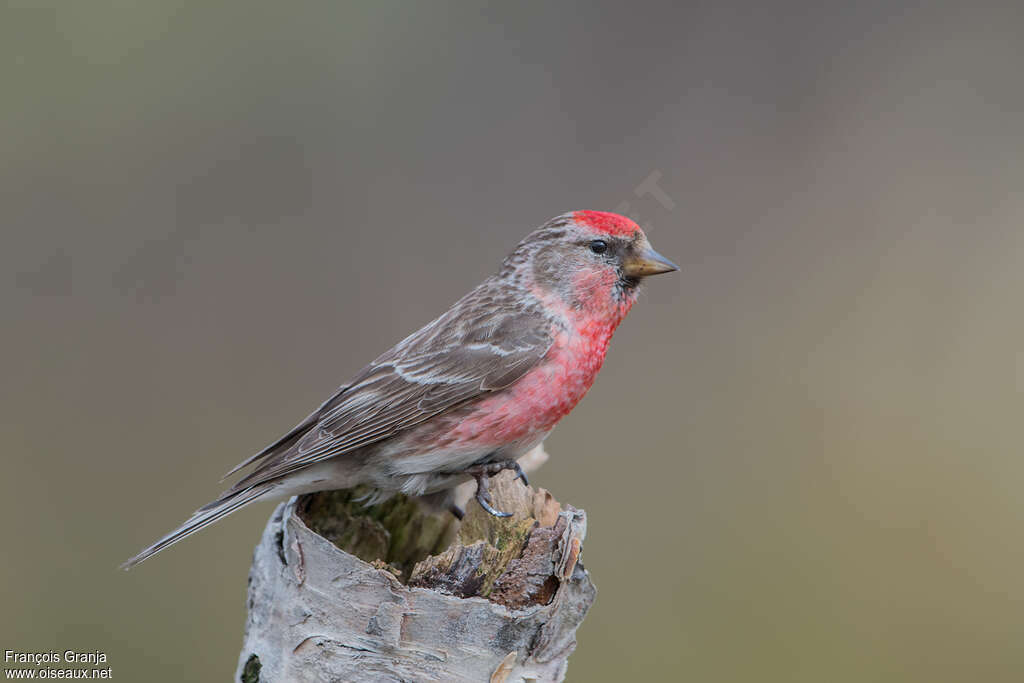 Redpoll male adult breeding, pigmentation