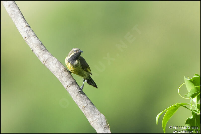 Bronze Sunbird male juvenile
