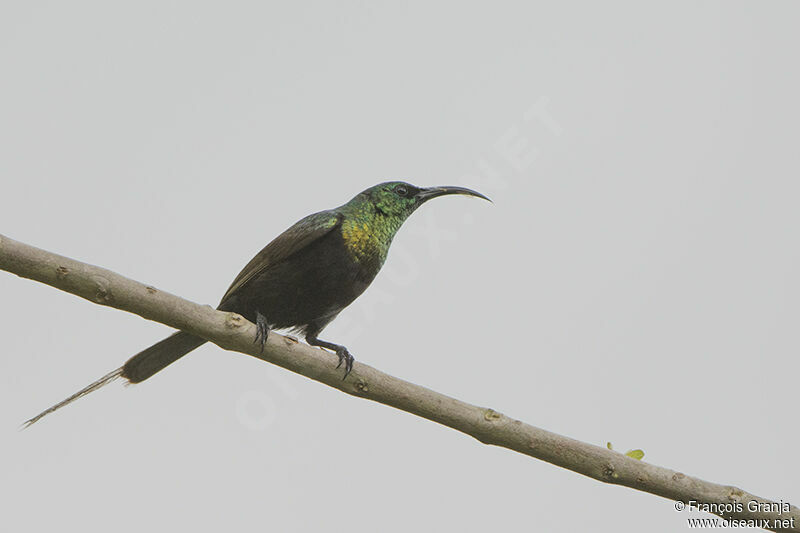 Bronze Sunbird male adult, identification