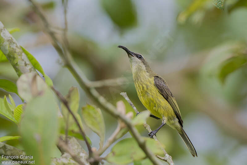 Bronze Sunbird female adult, identification