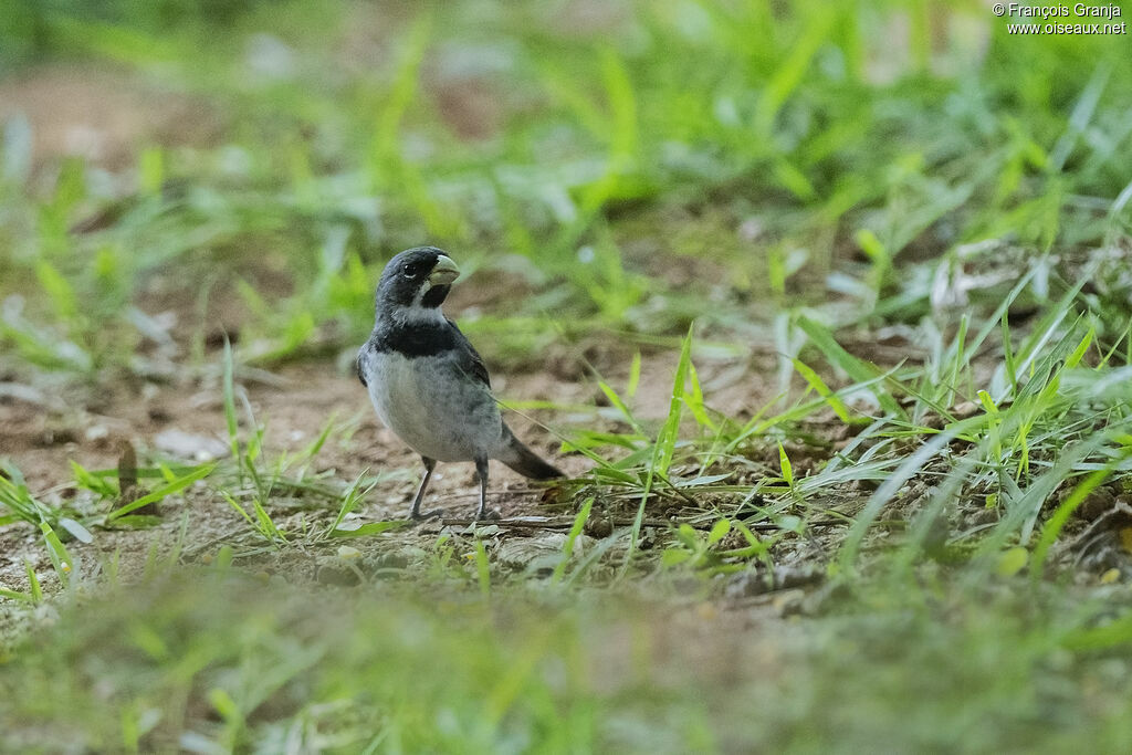 Double-collared Seedeater male