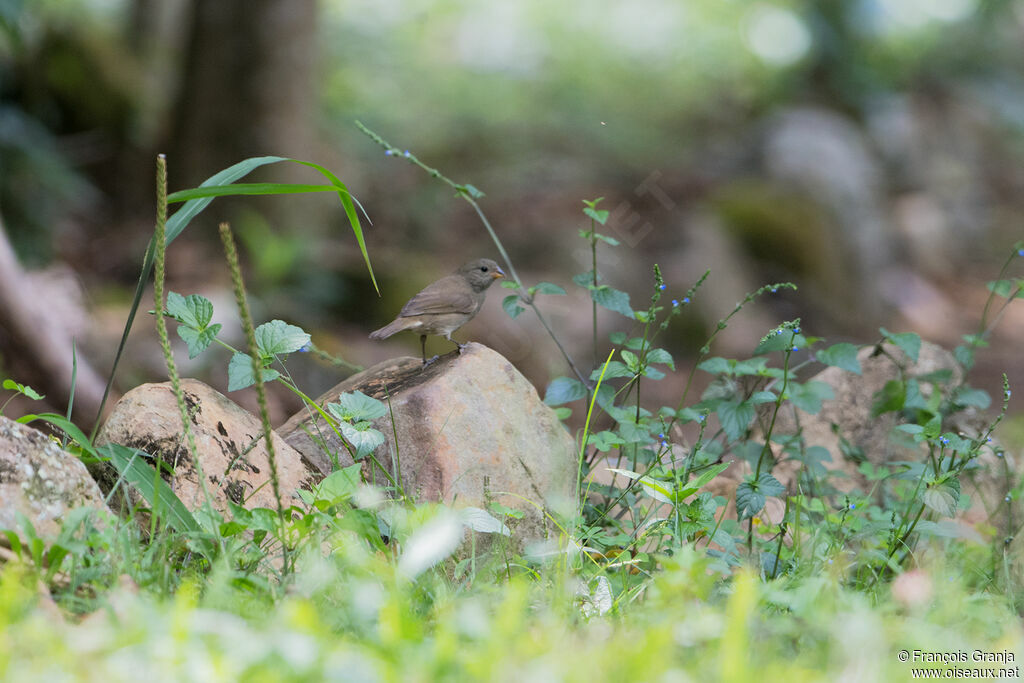 Dull-colored Grassquit