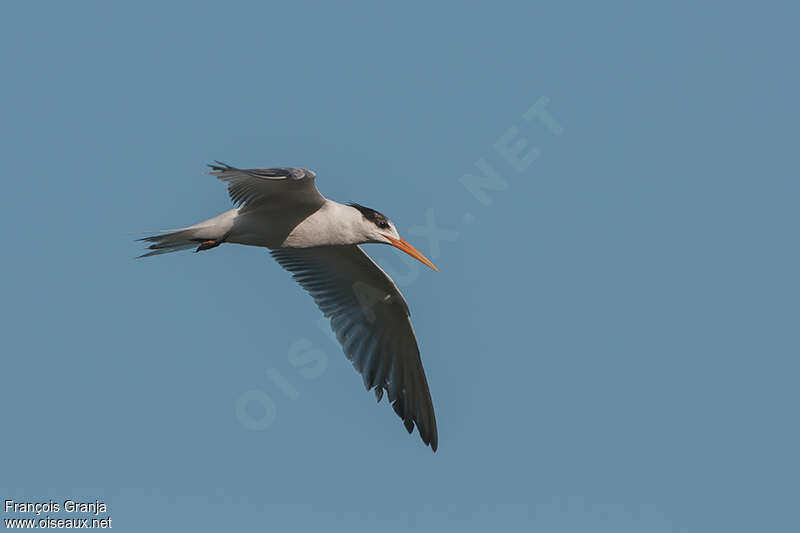 Elegant Ternadult post breeding, Flight