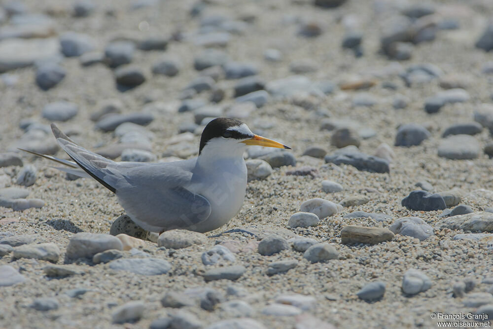 Little Tern