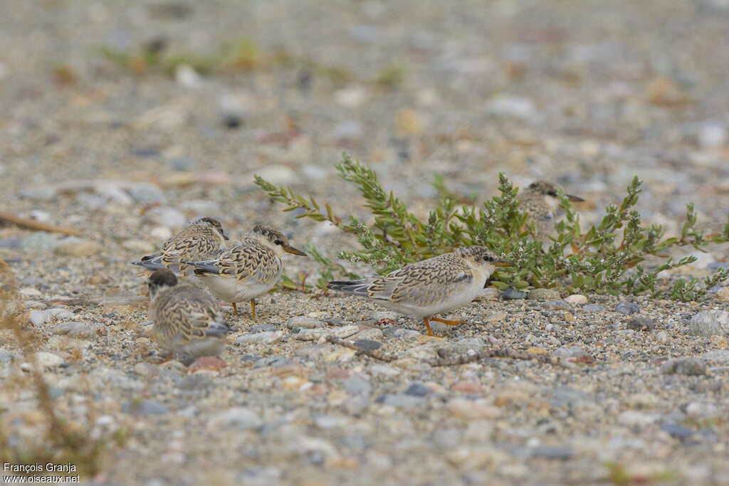 Little Tern, habitat, camouflage