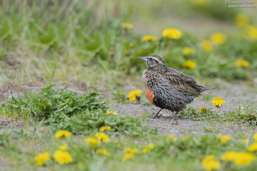 Long-tailed Meadowlark female