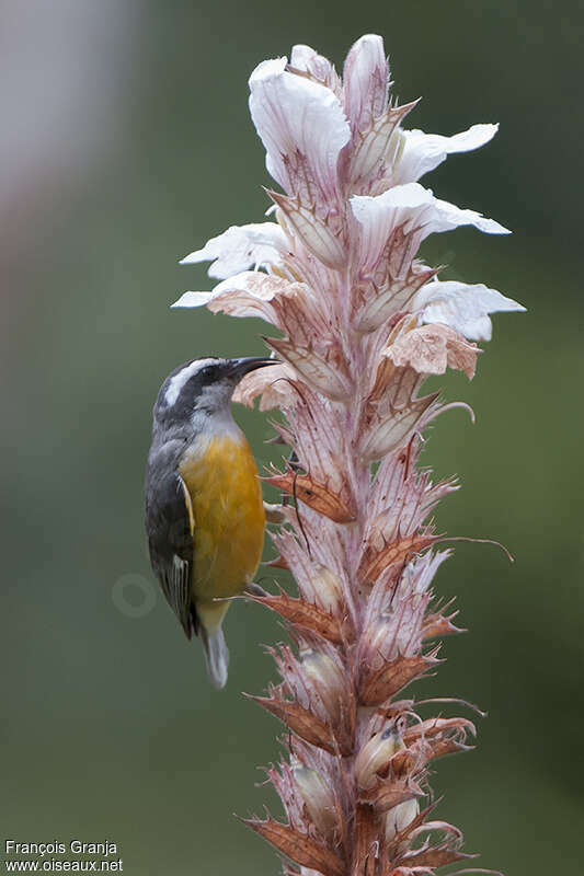 Bananaquitadult, feeding habits