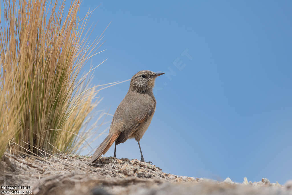 Cordilleran Canastero, habitat, pigmentation