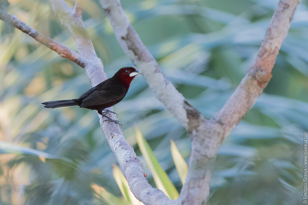 Tangara à bec d'argent