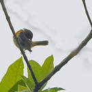 Tangara guira