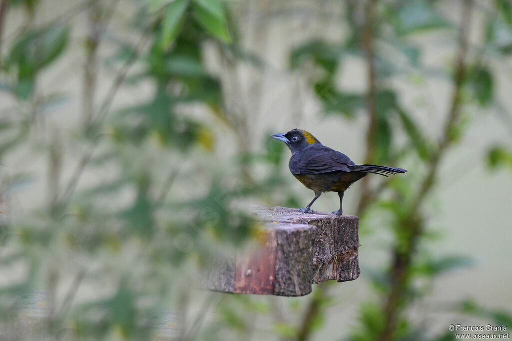 Dusky-faced Tanager