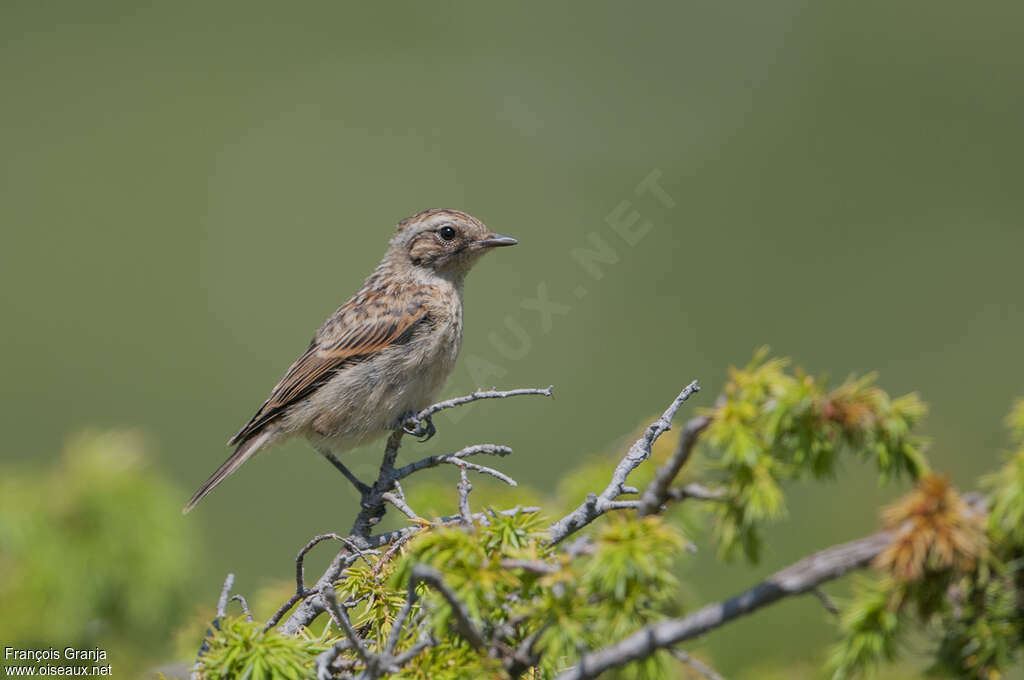 Tarier des présjuvénile, identification
