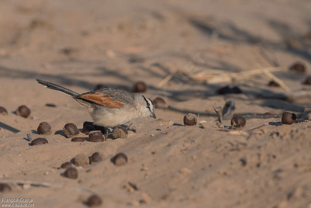 Tchagra à tête bruneadulte, habitat, pigmentation, pêche/chasse