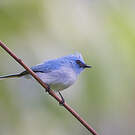 Tchitrec bleu