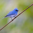 Tchitrec bleu