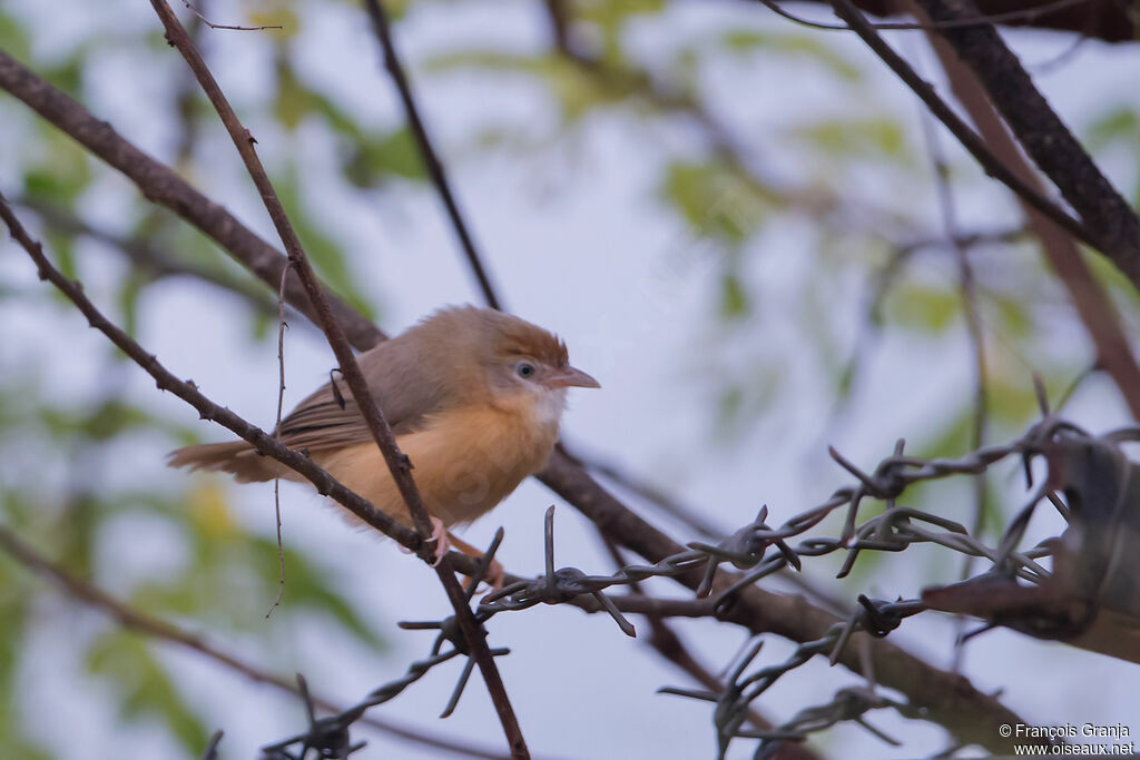 Tawny-bellied Babbler