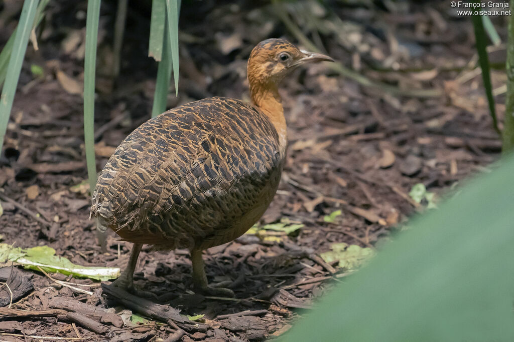 Tinamou isabelle