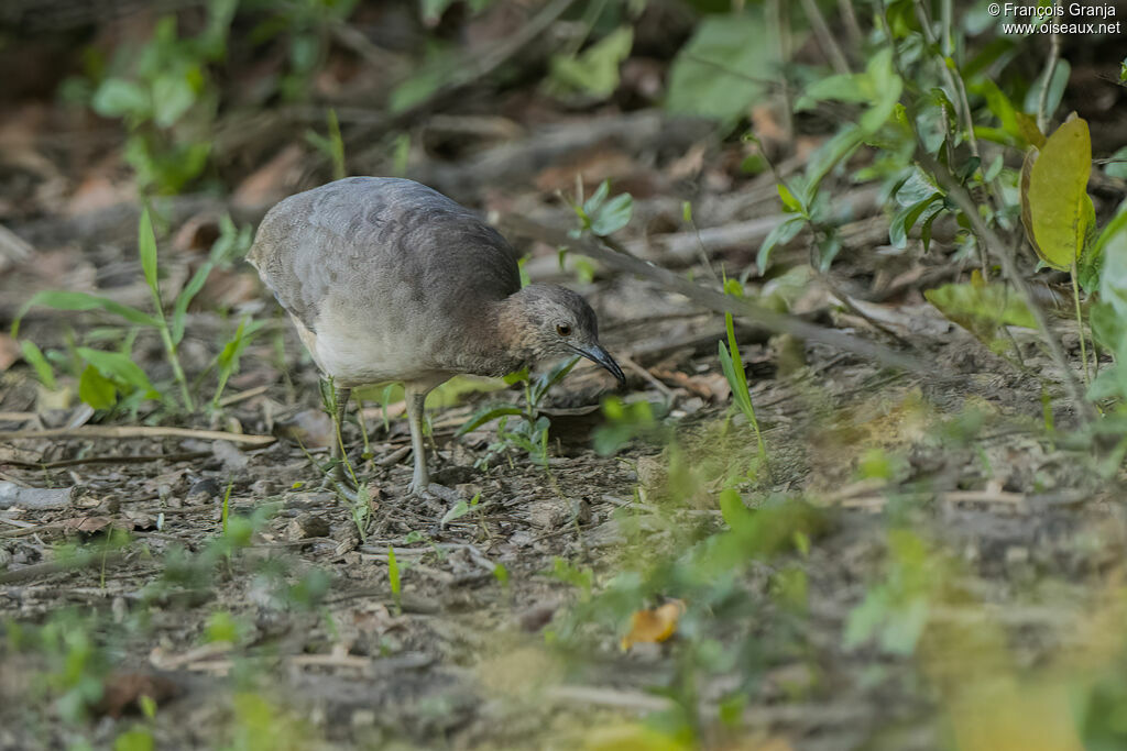 Solitary Tinamou