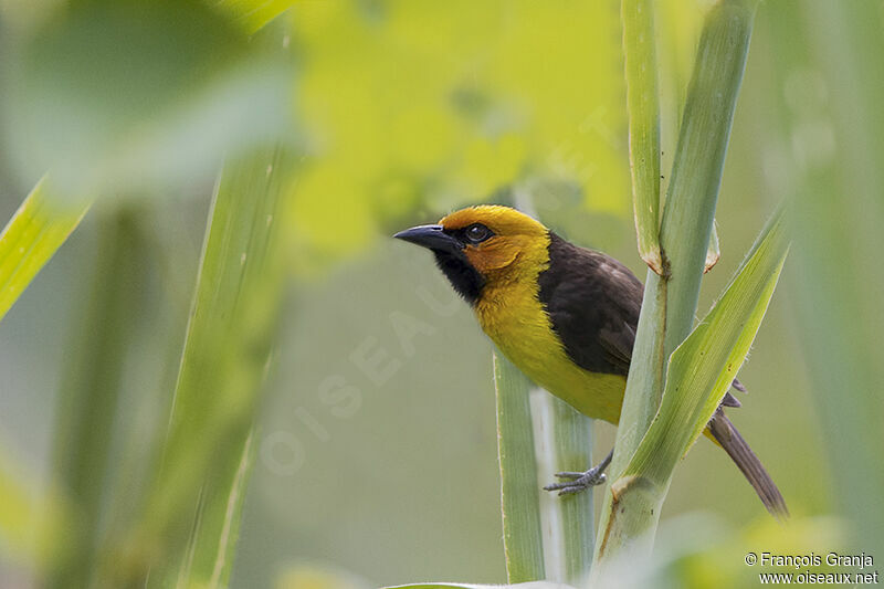 Black-necked Weaver