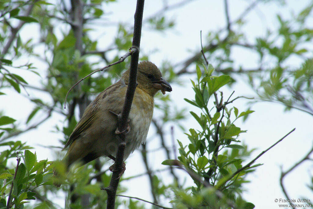 Tisserin à tête rousse